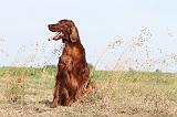 SETTER IRLANDAIS 006